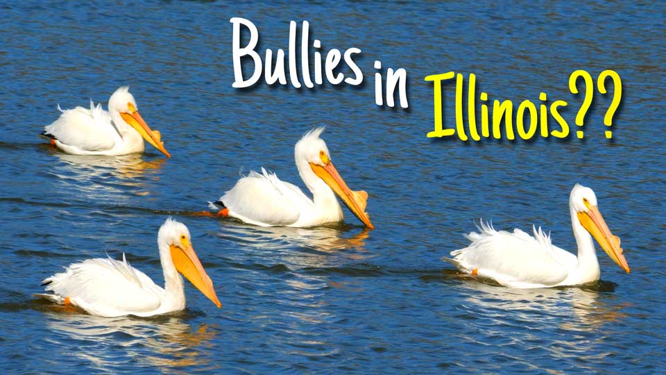Illinois Travels & Bullies at Base Camp! | Truck Camper Adventures | E70
