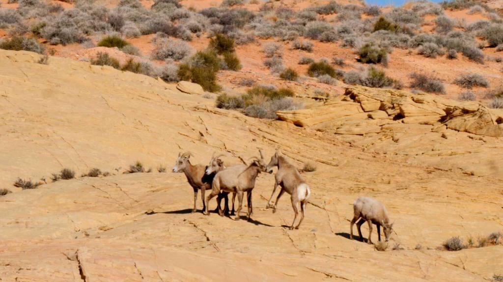 Bighorn sheep on the trail